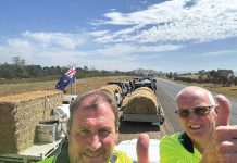 Lion-hearted hay run