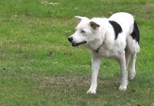 Working dogs milestone