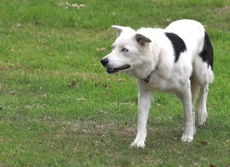 Working dogs milestone