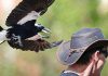 Swooping season safety