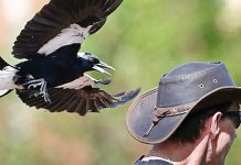Swooping season safety