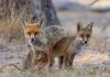 Fox plan out for consultation