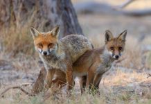 Fox plan out for consultation