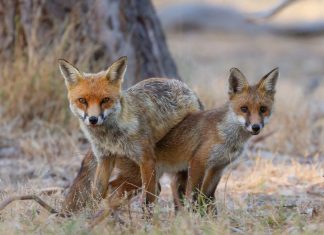 Fox plan out for consultation
