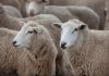 Thinking of ewe during record low