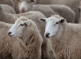 Thinking of ewe during record low